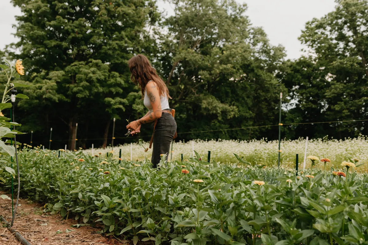 Abby cutting in the zinnia field at Little Bend.