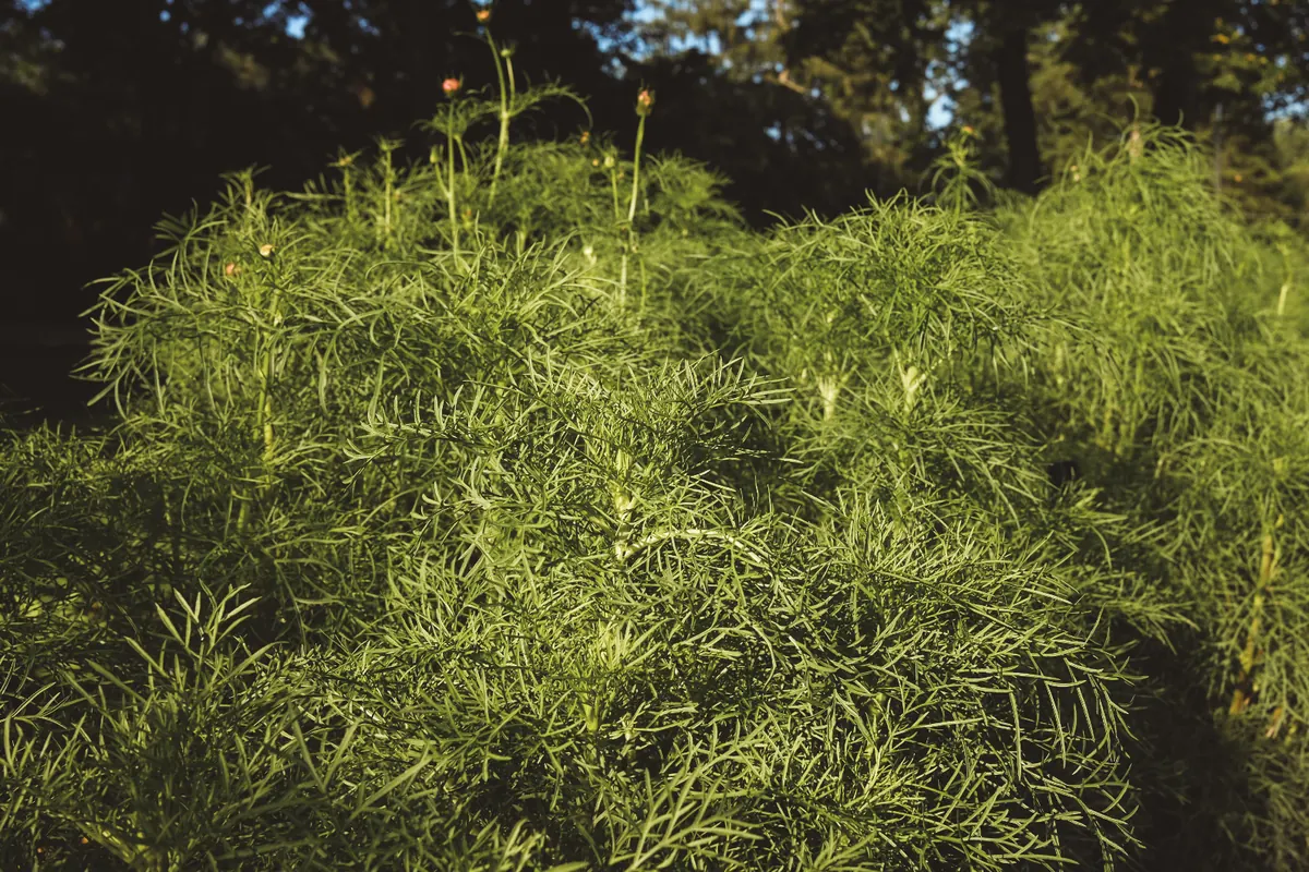 Cosmos plants with lush green foliage and no flowers during long summer days.