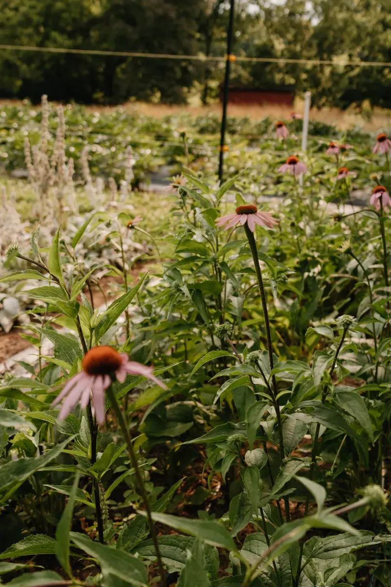 A row of purple coneflowers coming into bloom at Little Bend.