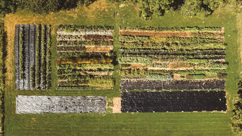 An aerial view of the Little Bend field in September: long beds of flowers in bloom beside rows covered in landscape fabric, surrounded by green grass and trees.