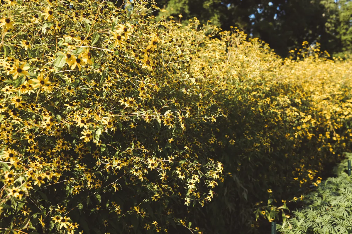 Seven-foot rudbeckia triloba in golden bloom at Little Bend Flower Farm, a hedge of small yellow flowers catching the evening sun.