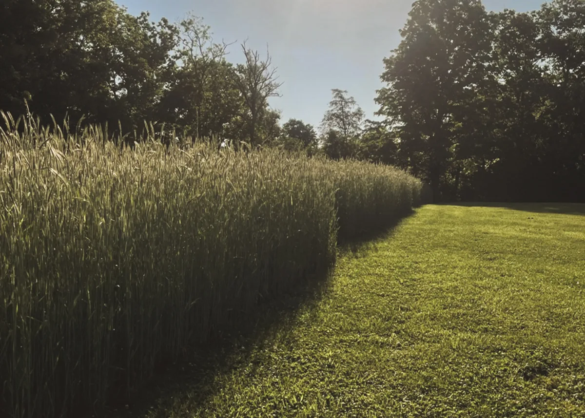 Tall rye and vetch cover crop on the left, freshly mowed field on the right, at Little Bend in golden hour light.