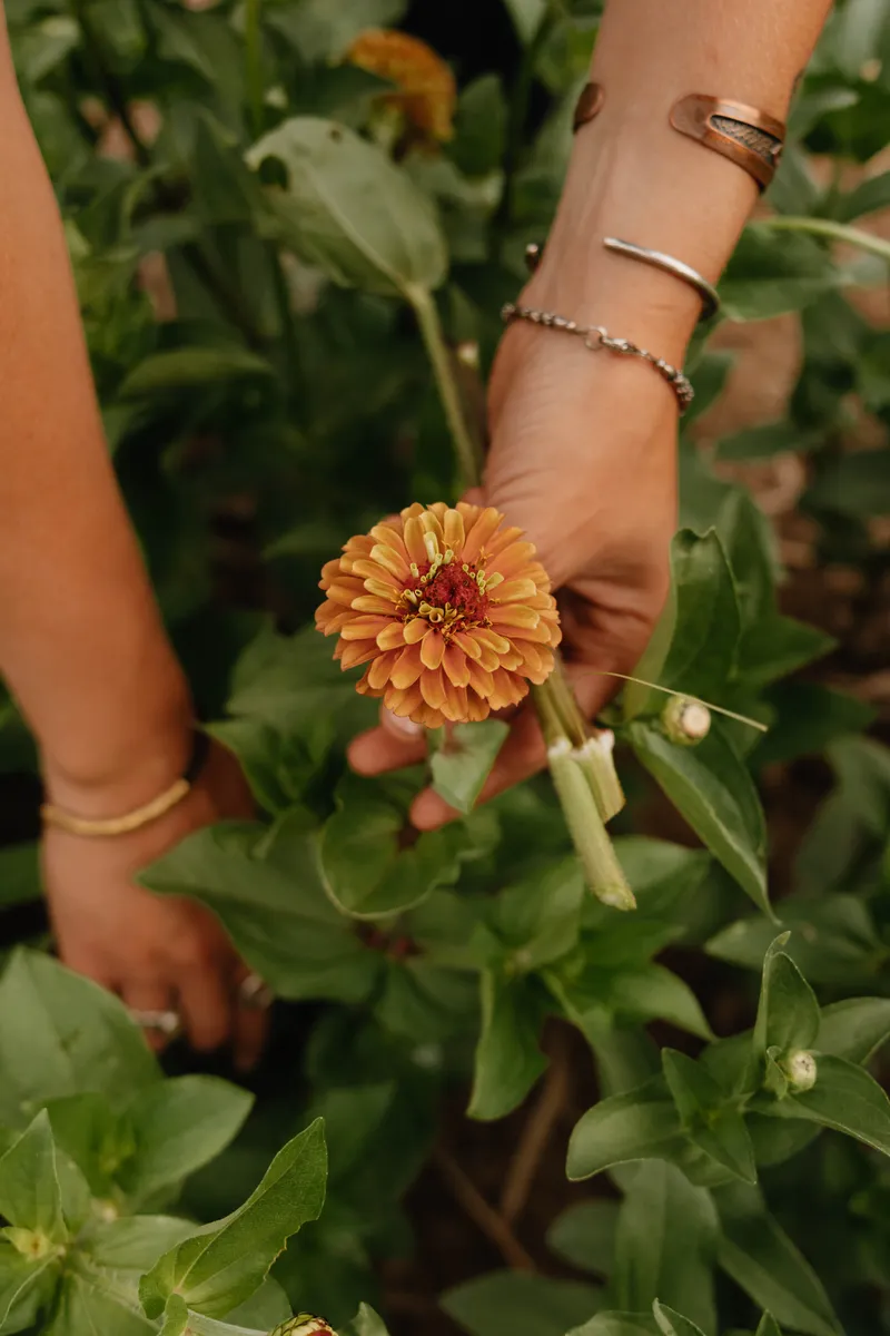 A hand cradling a single apricot-orange zinnia among the green.