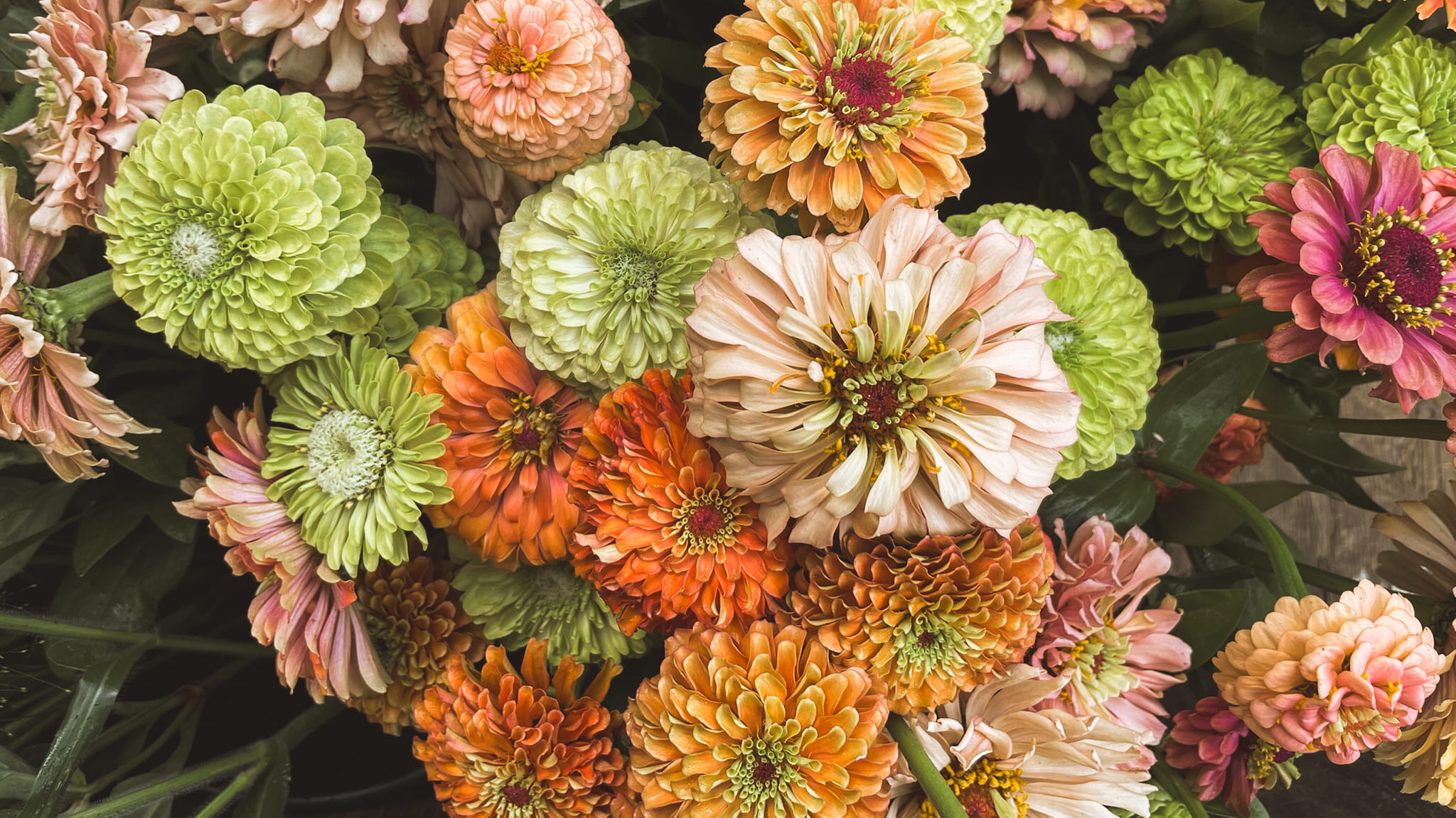 A close-up of zinnias in bloom at Little Bend.
